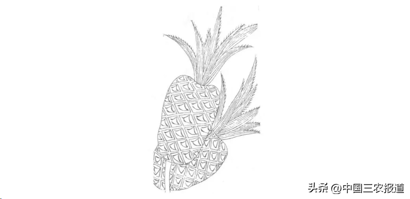 菠萝和凤梨到底是什么关系?