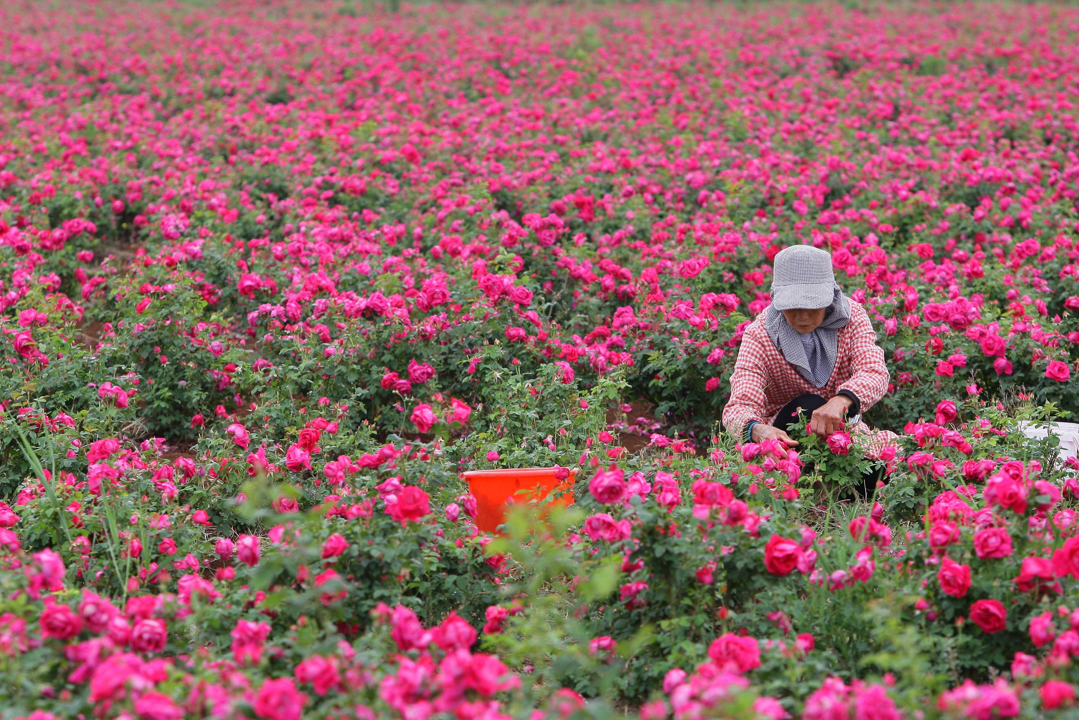 云南曲靖:玫瑰花开采收忙#