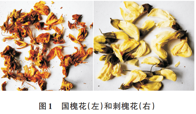 通常槐花有洋槐花(刺槐花)和国槐花两种,可以直接供我们食用或泡水