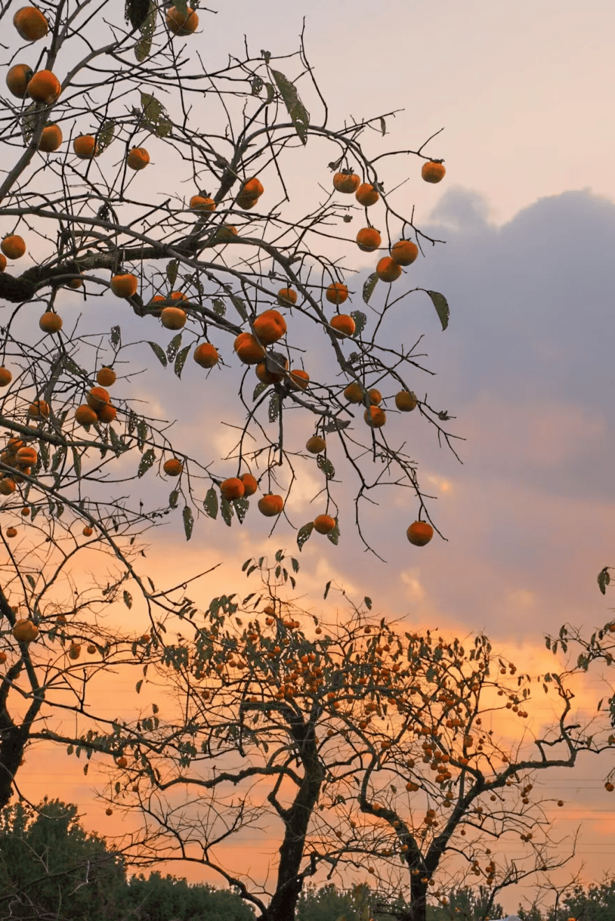 可以说是以前的老柿子树现在变成摇钱树