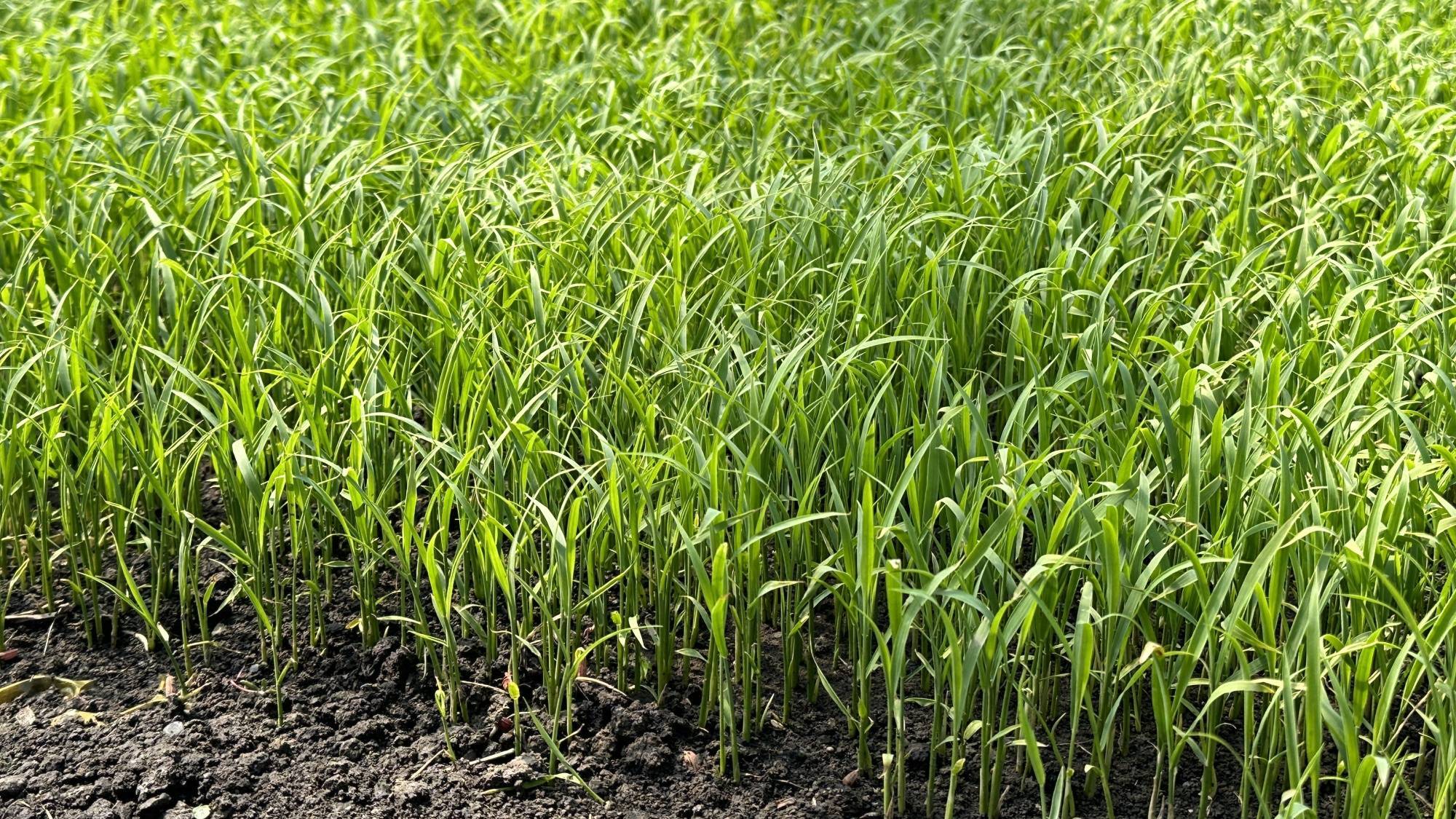 【千里追耕】黑龙江庆安:黑土地备耕正当时_安县_水稻_农业