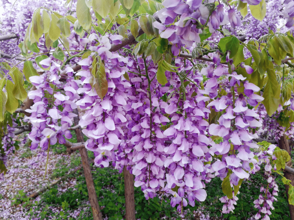 公寓之间二公寓前,七公寓东侧七八公寓之间,综合体育馆周边等紫荆花