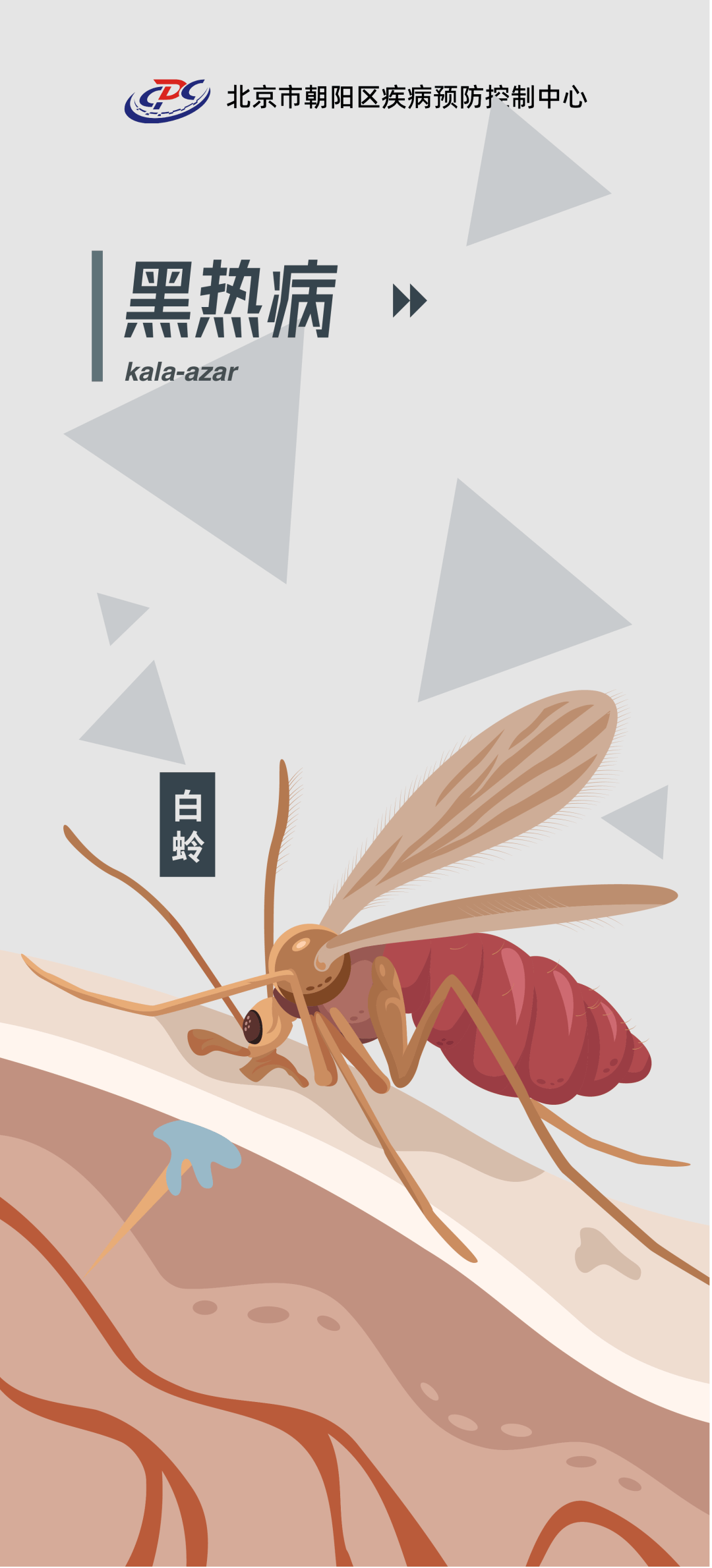 夏季防"白蛉"勿懈怠,远离"癞皮狗"保健康 ——朝阳疾控图文解说常见