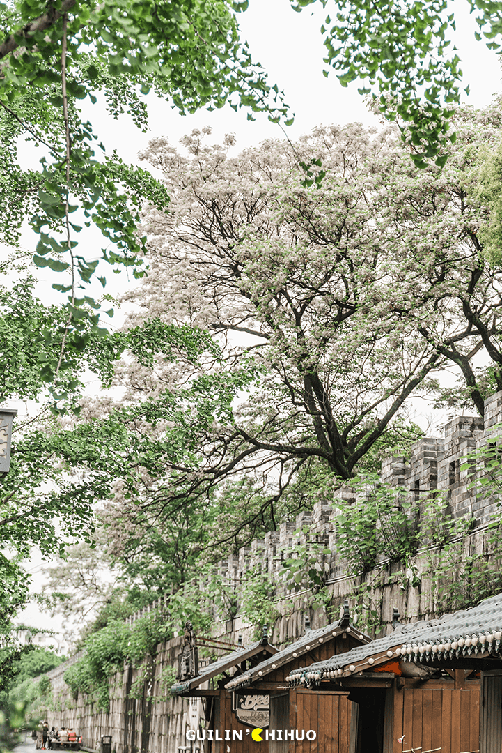 藏在桂林西巷后的「慢生活」:木屋彩绘,参天苦楝,20年老牌烧烤