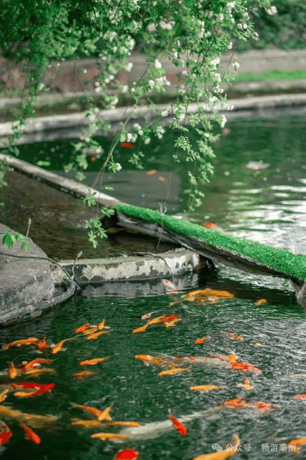 春游江淮 | 哇!华祖庵的木香花盛开,快来打卡啦
