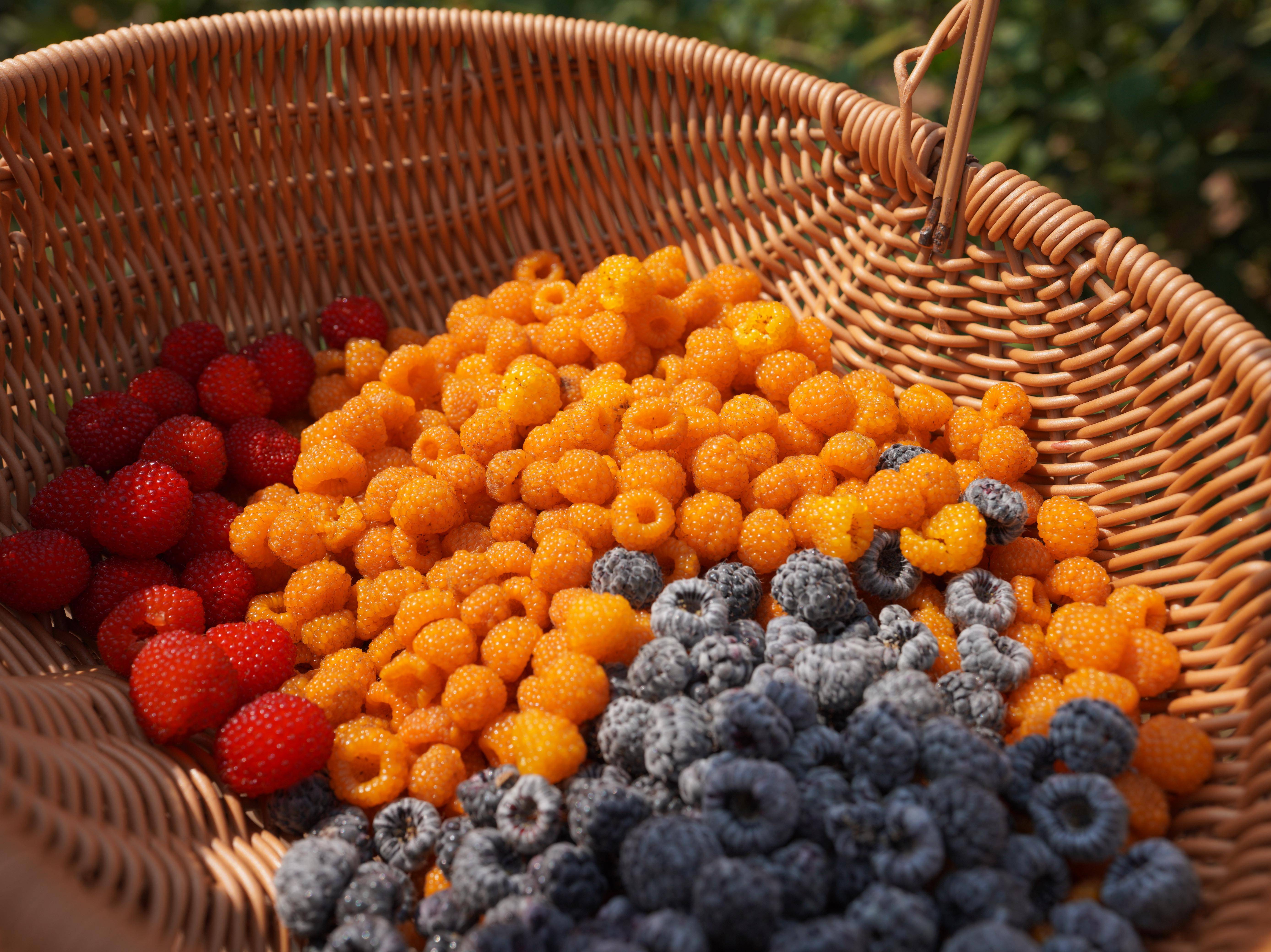 乡村搜索·昆明之"春"(41)| 七甸桑葚树莓熟了!树莓120—160元/公斤