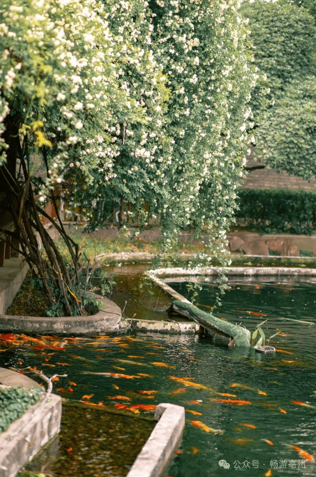 春游江淮 | 哇!华祖庵的木香花盛开,快来打卡啦