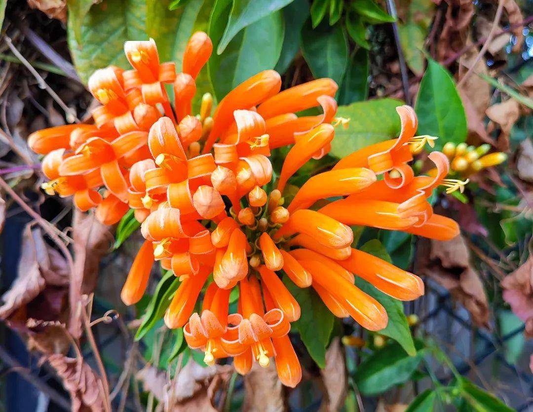 绿化_使君子_开花