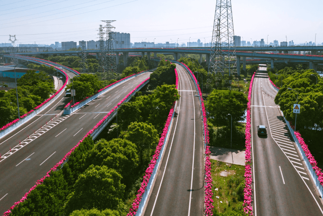 绵延数百公里 宁波高架月季全面盛放