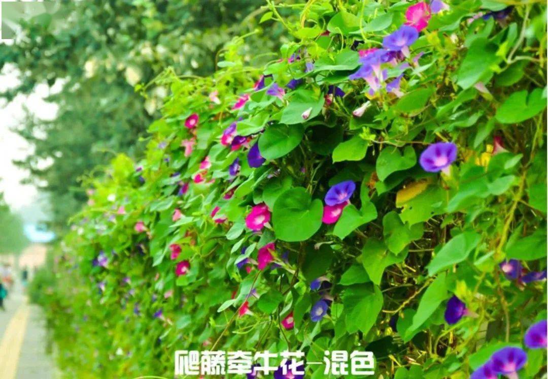 这些多彩藤蔓植物,随便一株就能爬满墙头,美翻十里八村!