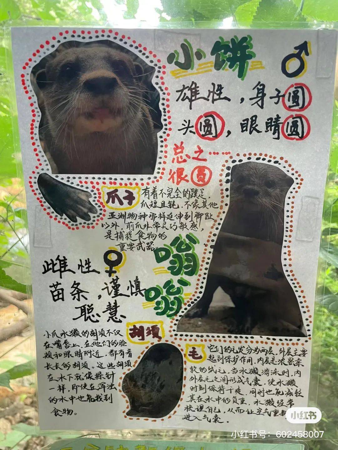 一年上30次热搜,南京红山动物园凭什么?