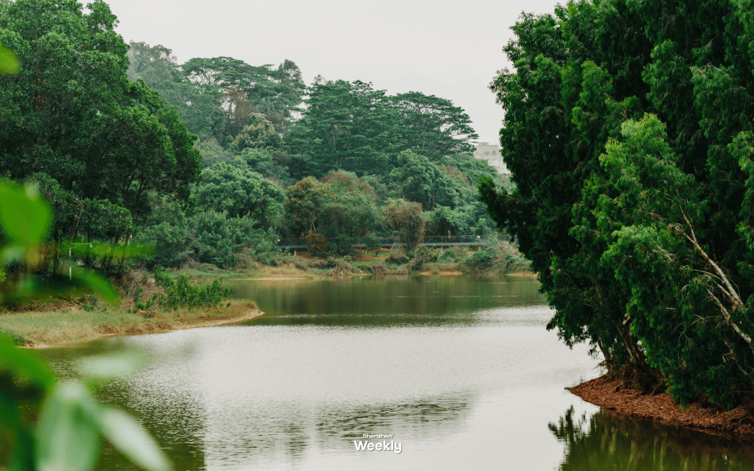 别再下雨了,想去逛深圳新开放的「银丝带」