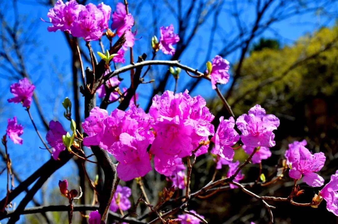 活动预告 | 喇叭沟门赏杜鹃