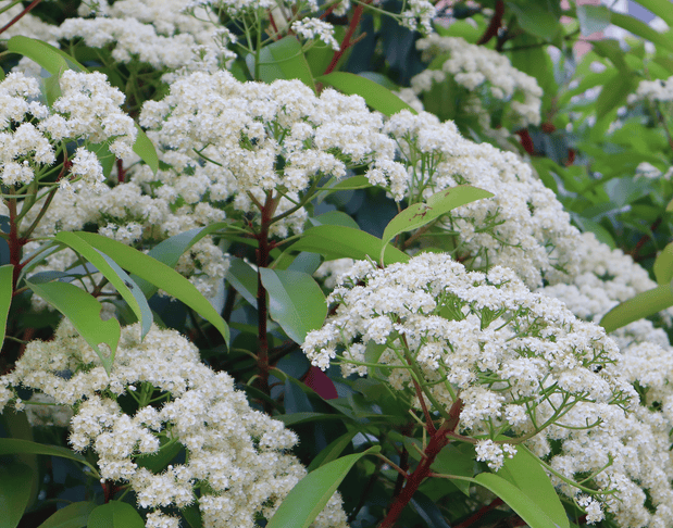 最近从杭州路边飘出_石楠花_网友_气味