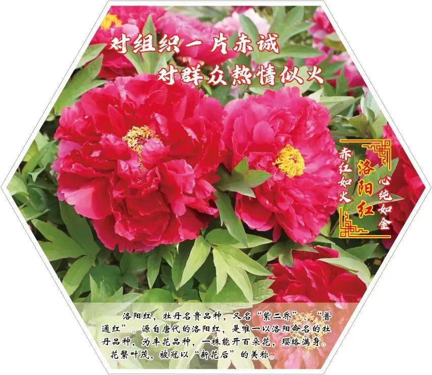 同赏天姿国色 共品花语廉心_杨津庄镇_牡丹花_洛阳