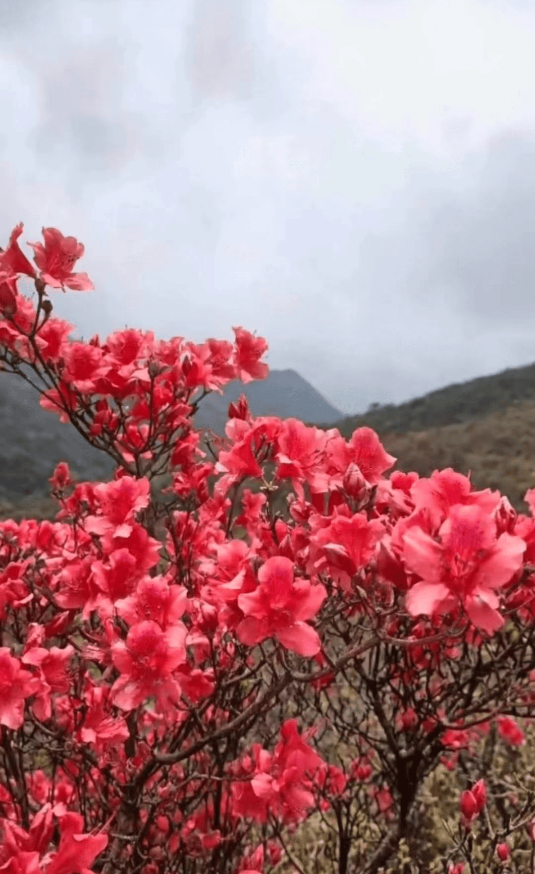 岭上开遍映山红,漳平天台山杜鹃邀您共赴花约!