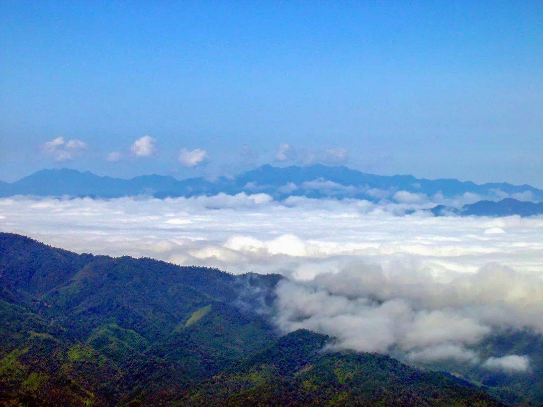 岭上开遍映山红,漳平天台山杜鹃邀您共赴花约!