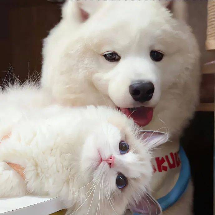 情头 | 提醒你该换新的情侣头像 676767