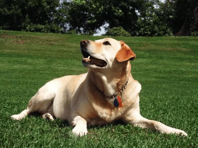 打猎嗅觉最好的犬图片