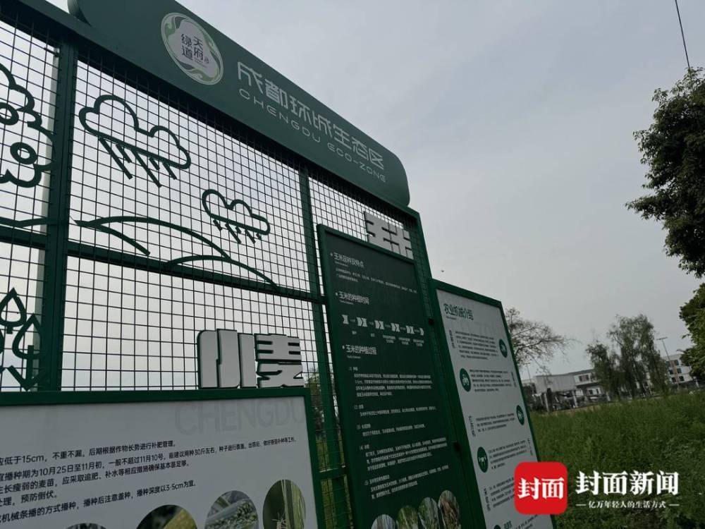 成都天府绿道小麦菜籽成熟了还没收割？管理方：有农耕人员专门负责4月底陆续收割