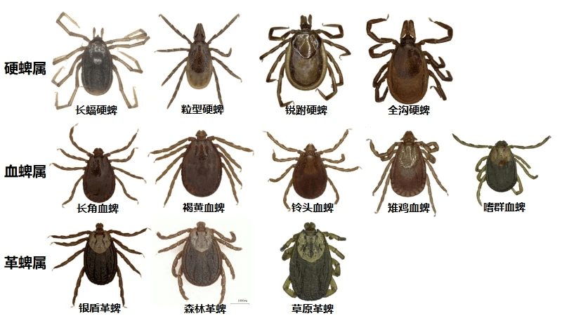 严重可致命!新区疾控中心启动蜱虫监测