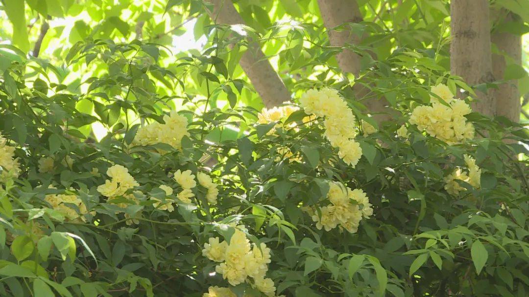 盛开紫槐花犹如一串串小铃铛,俏皮可爱的同时,也有着浓郁的芳香,深吸