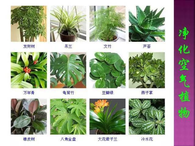 植物名称及图片 花草图片