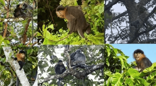婆罗洲出现杂交“神秘猴”，乳房肿胀怀抱小猴，或将打破生殖隔离