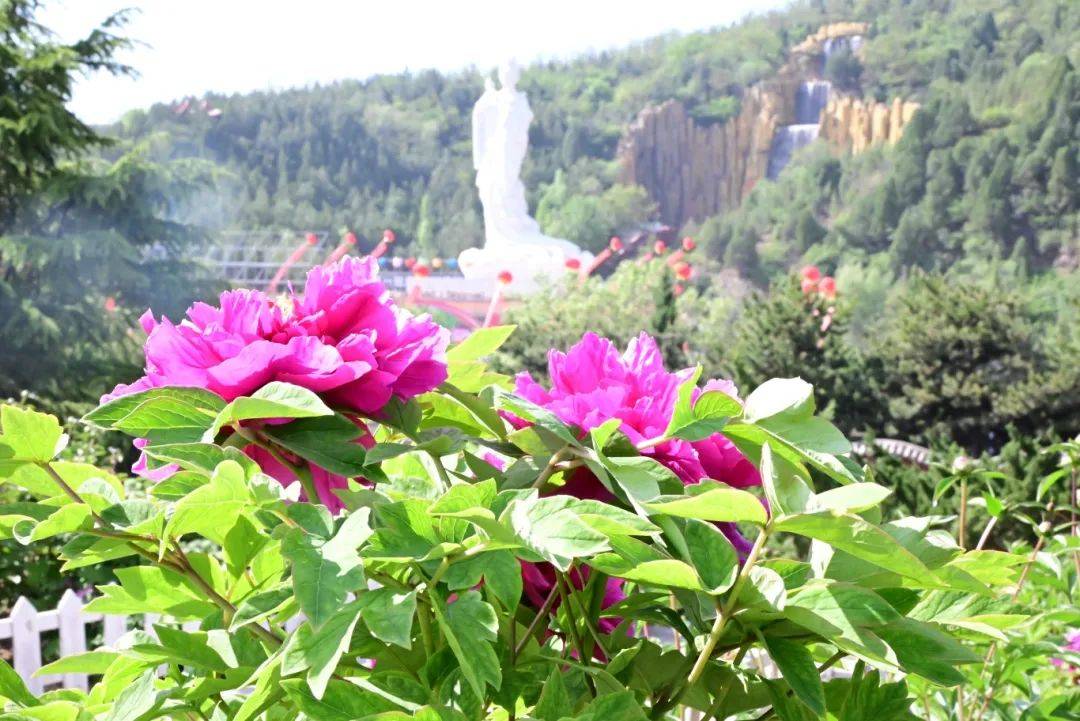 古县第十七届"天下第一牡丹"文化旅游月隆重开幕_山西_工作_文旅