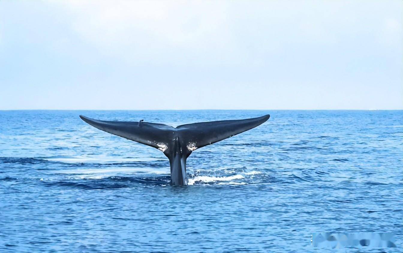 这还不是深海巨兽蓝鲸的极限,它们的体重更是达到令人吃惊的181吨