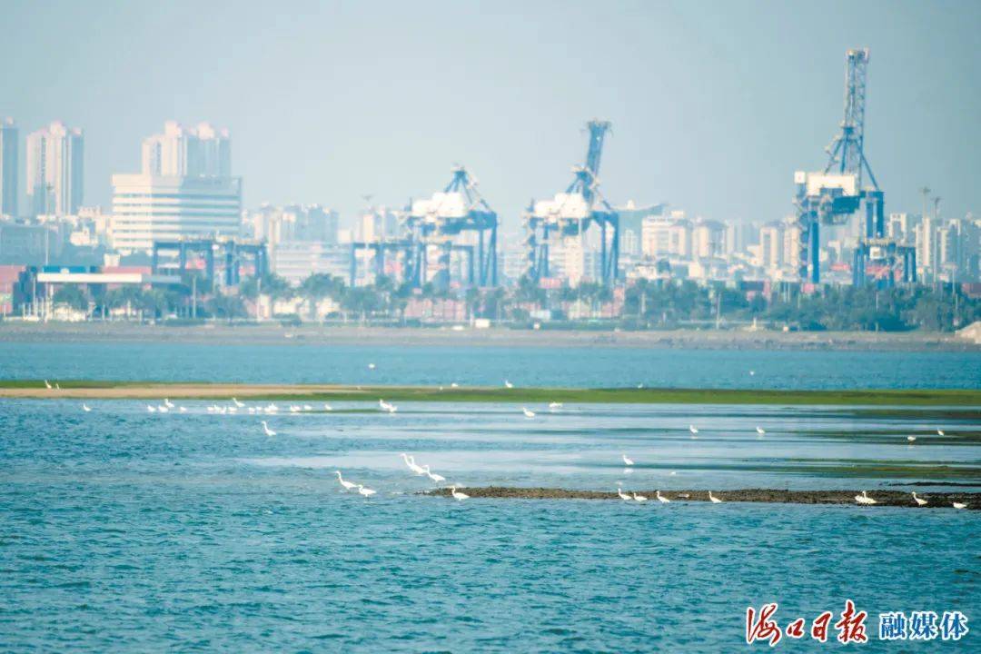 在这次国际海洋科学会议上 海南向世界分享海口湾的美丽蝶变_生态_海湾_城市