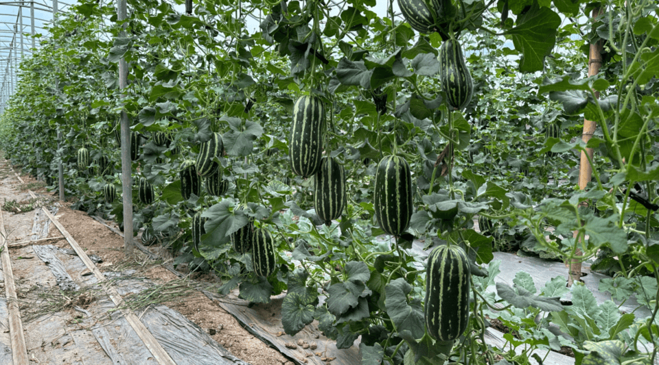 重品质,打品牌,喻屯甜瓜成了水果市场上的香饽饽