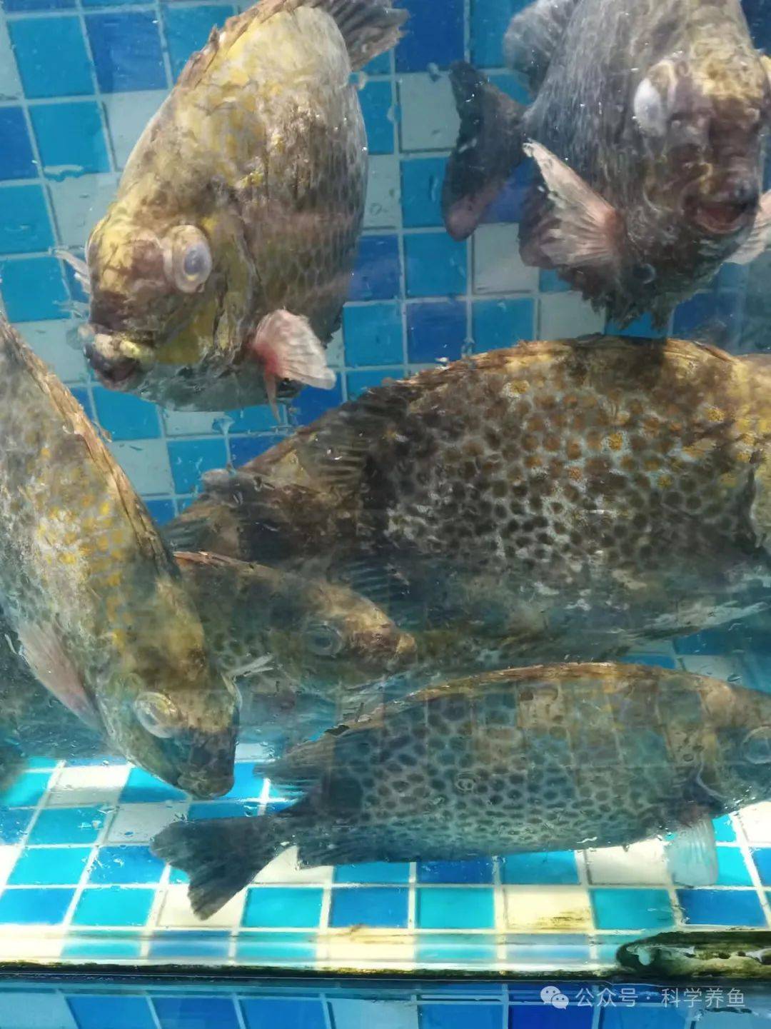 还有两天就是"五一",鱼市行情会怎么样?