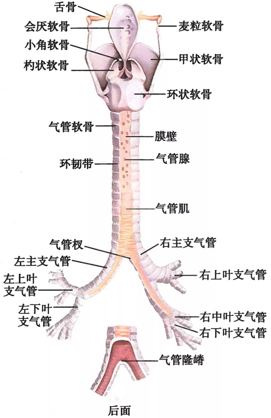 呼吸系统解剖图谱