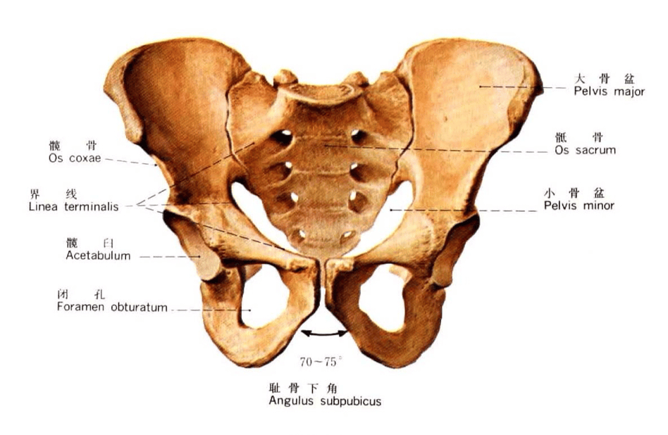 胯骨结构图片