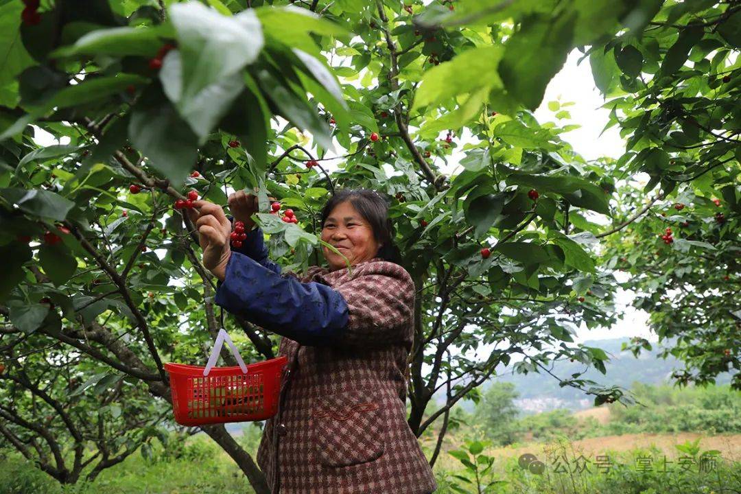 镇宁:樱桃红 日子甜