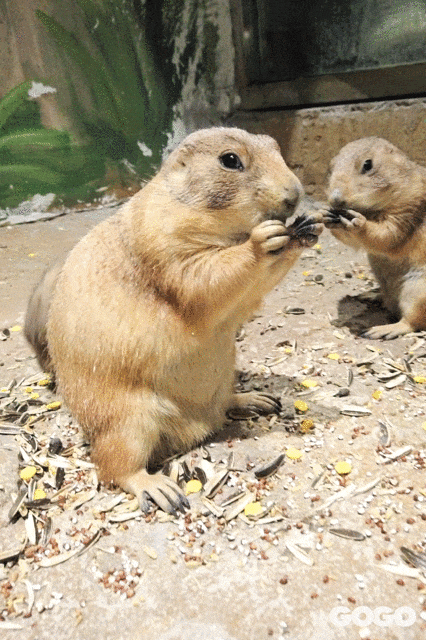 巨型鸟笼,羊驼,土拨鼠,捞金鱼