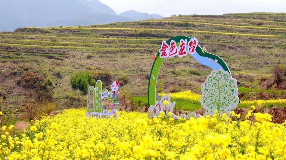 武山县龙台镇油菜花海与您有约_活动_避暑_文化
