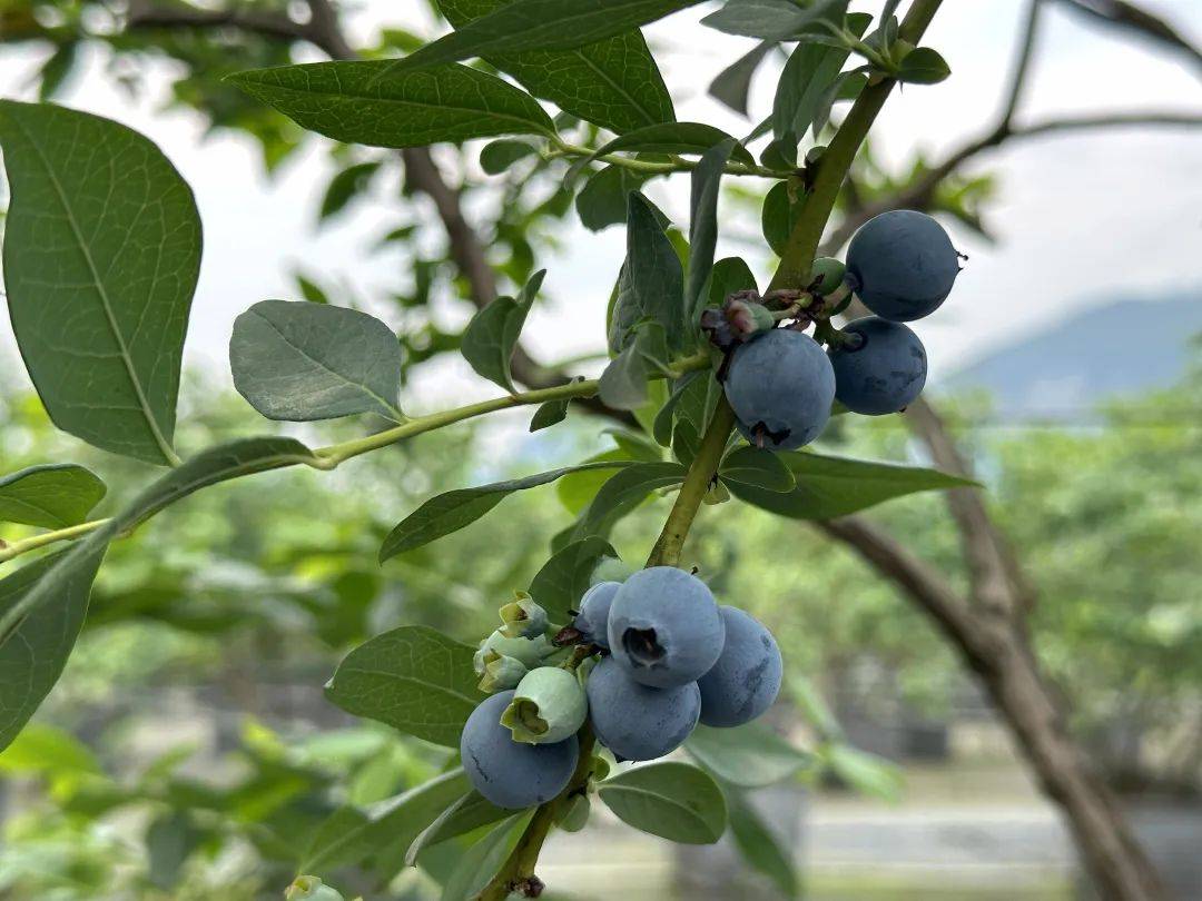 沙湾这里的蓝莓等你来采摘→_种植_沙湾区_水果