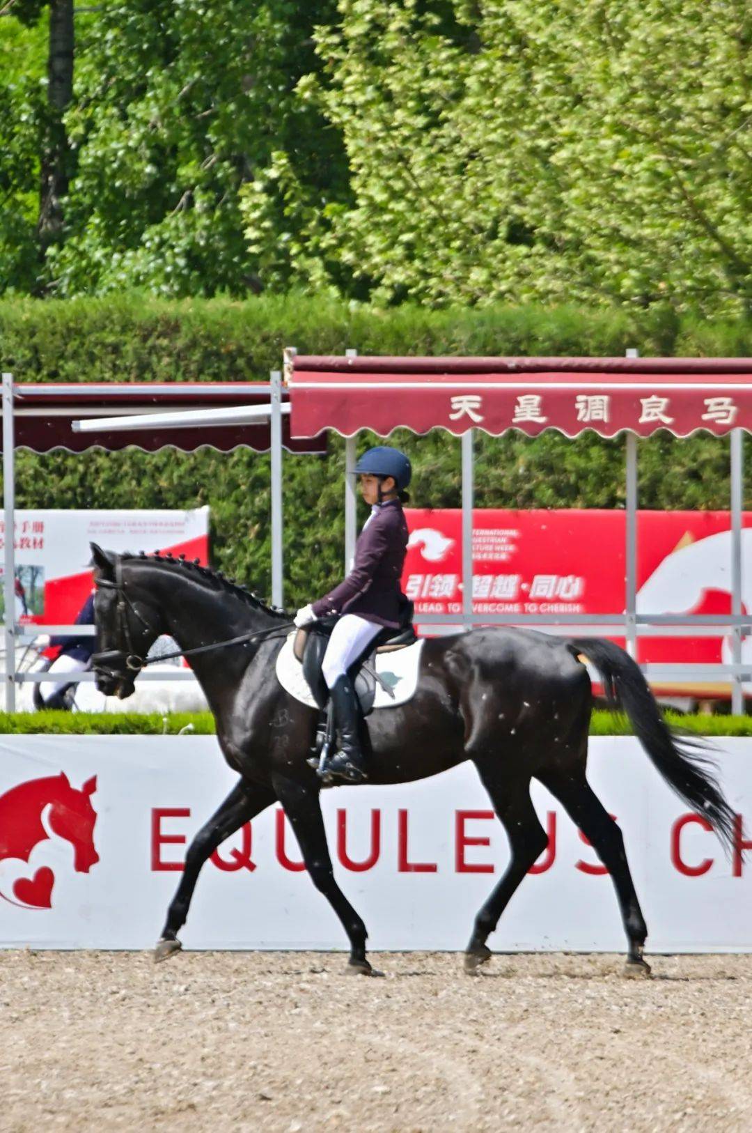 图集 | 2024北京舞者马术盛装舞步俱乐部联赛第2站圆满落幕!