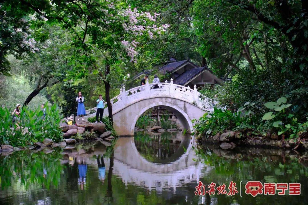 太美了！南宁这些公园花开成海，抓紧时间去打卡！_仪花_市民_樱花