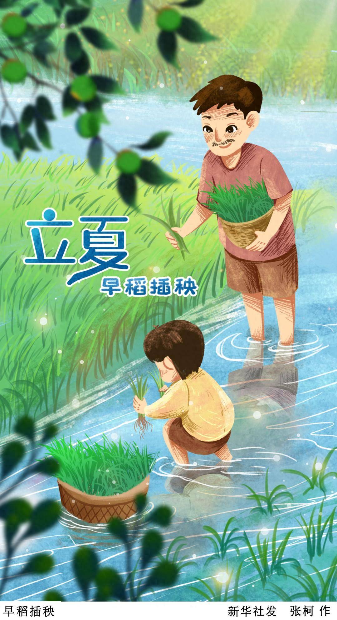 (图表·插画)二十四节气·立夏|早稻插秧