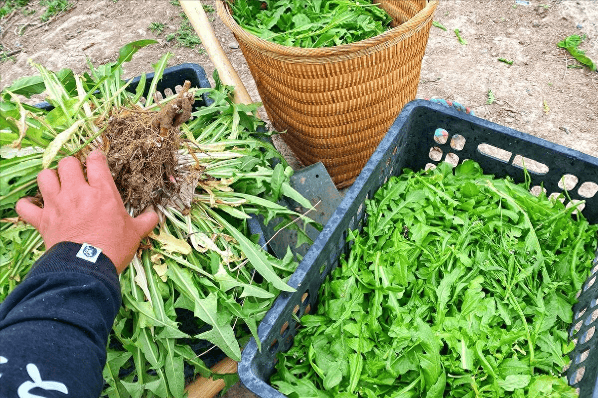 保存荠菜,切忌直接放冰箱,教你1招,放得久,吃到冬天照样清香_冷水_口感_冷冻