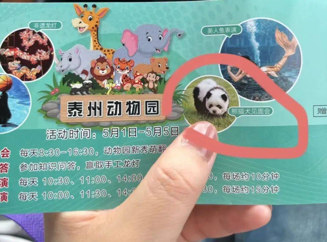 江苏泰州动物园熊猫犬走红,园方回应:是染色的松狮犬