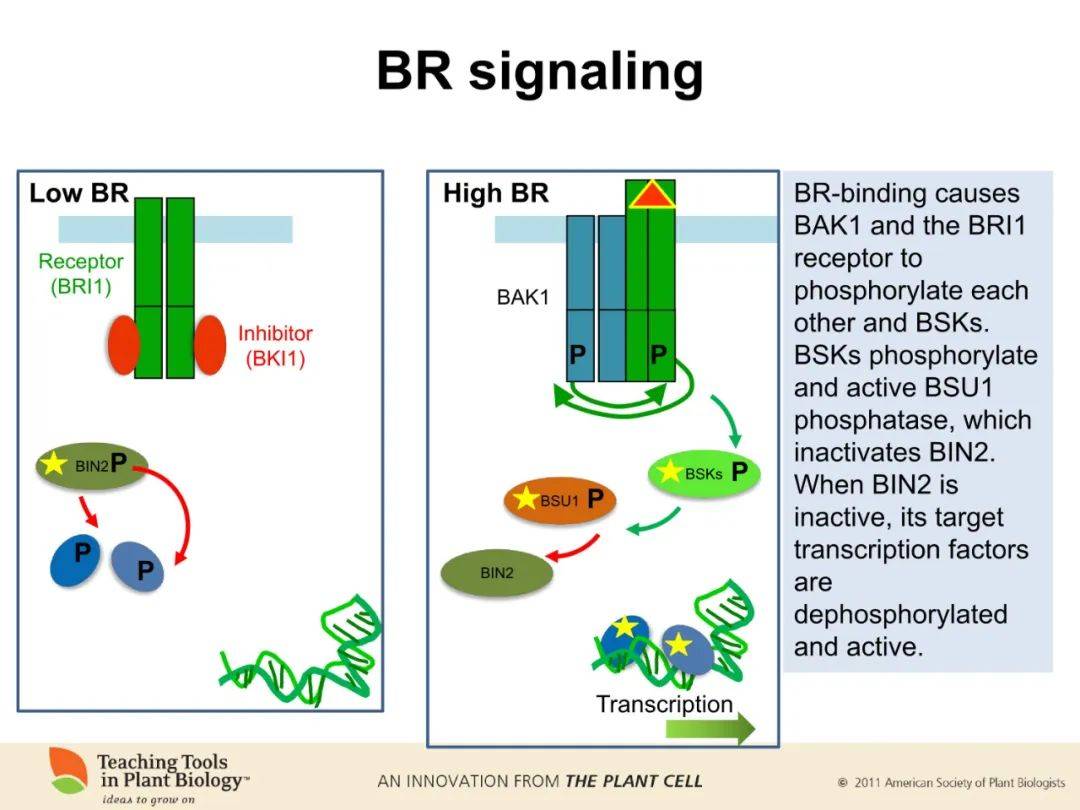 下载地址:http://www.plantcell.org/content/22/3/tpc.110.