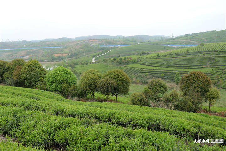 围"绿"煮茶②|播州葡萄茶场:茶香满园引客来