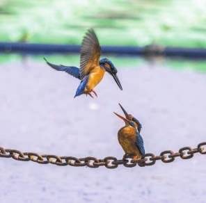 翠鸟,苍鹭,红喉姬鶲纷纷现身 莲花池公园成鸟类迁徙热门站点