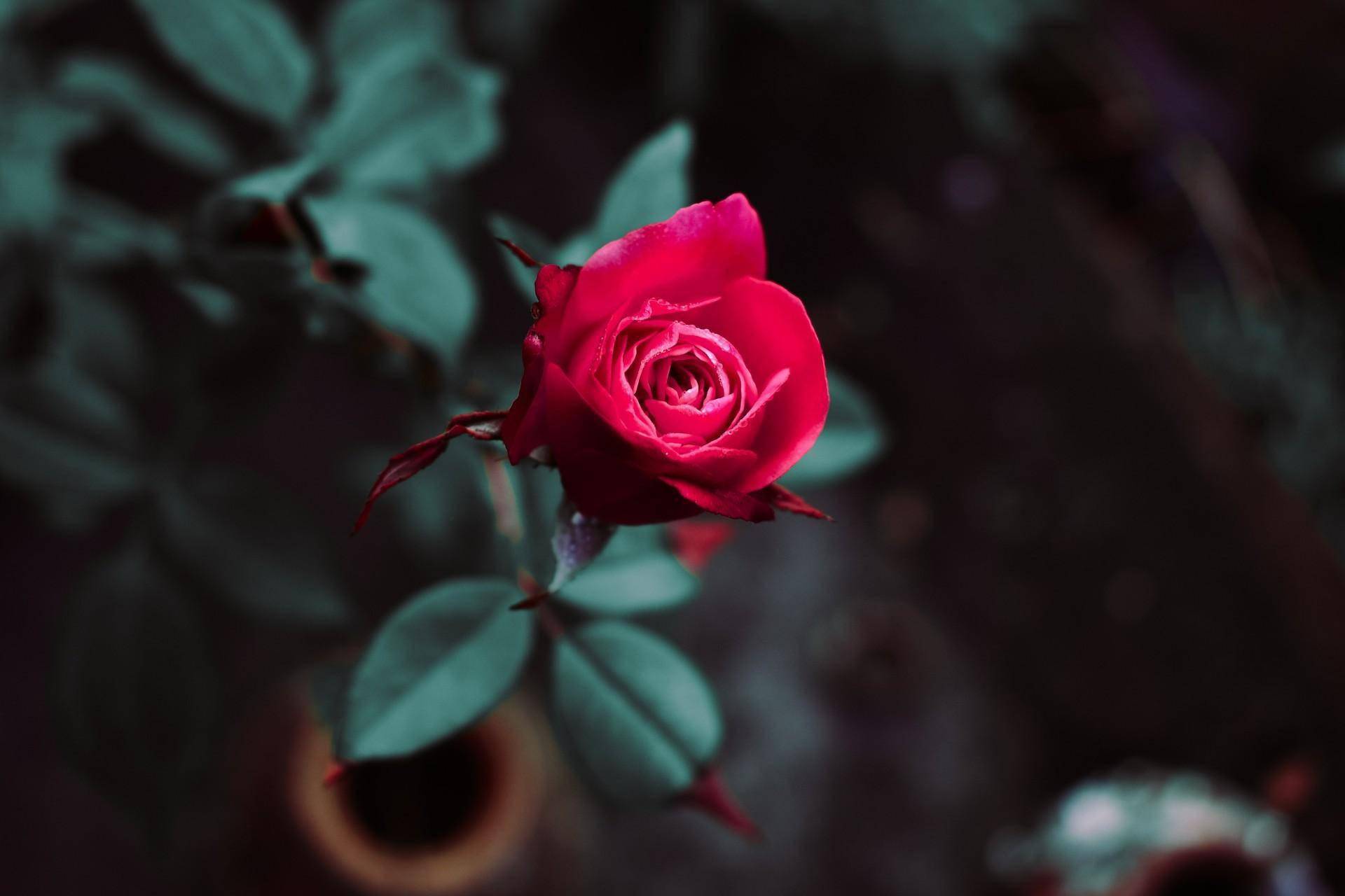 很想你,却无法去见你_重逢_夜空_情感