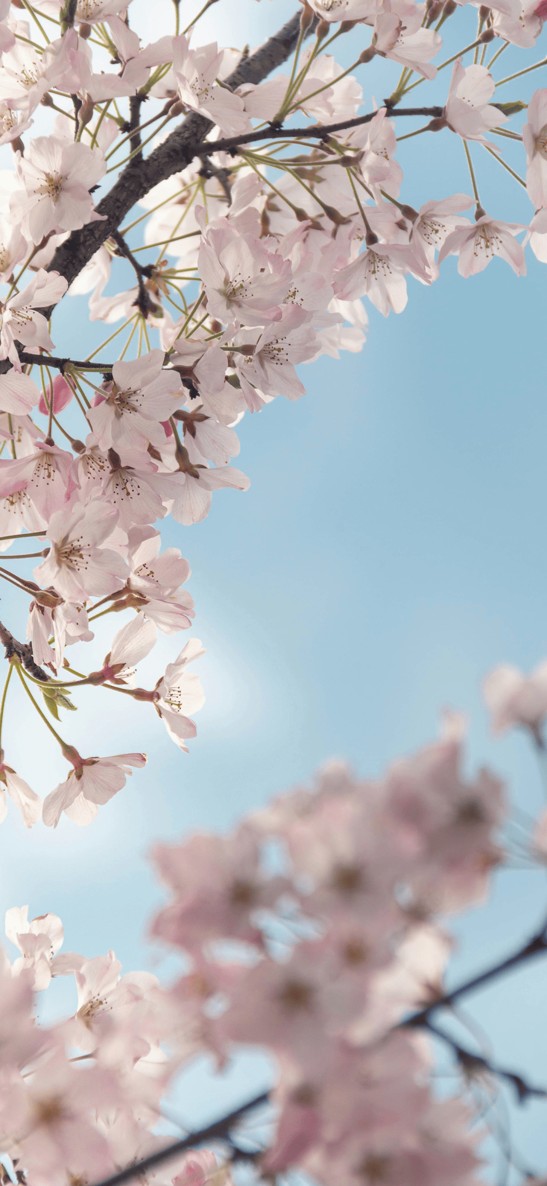 壁纸 花 桌面 1080_2340 竖版 竖屏 手机