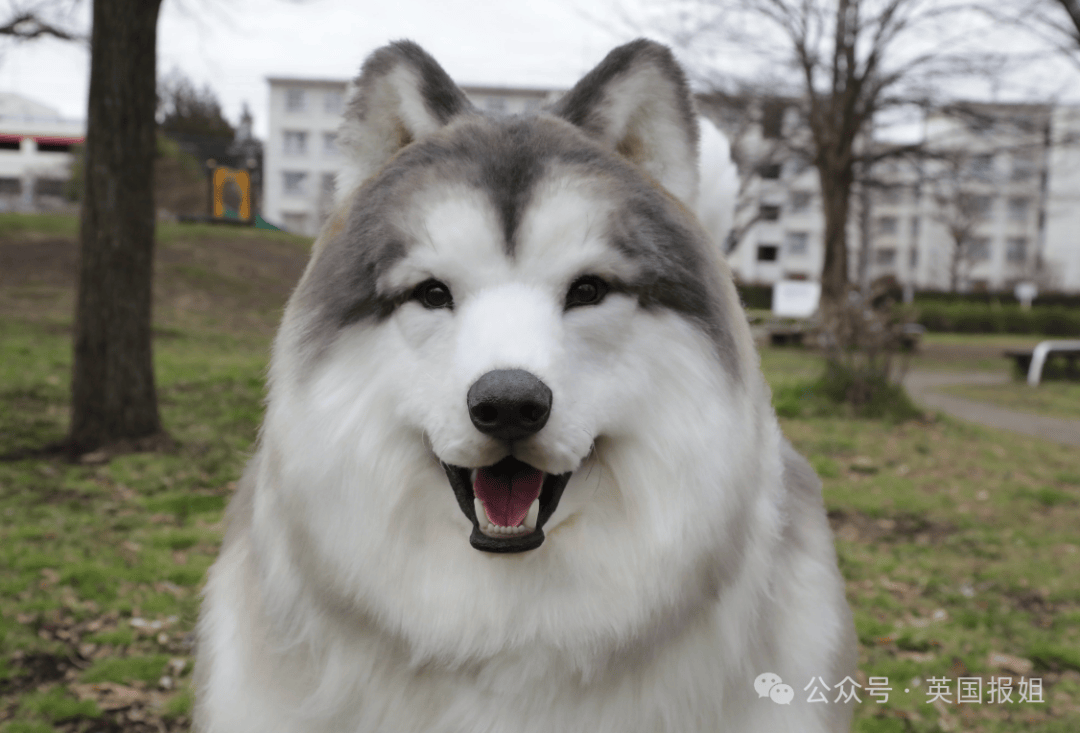 日本男子花200万变成狗，最新哈士奇造型炸裂！张嘴摇尾巴巨逼真..._搜狐网, image size:1080x733